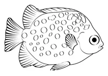 Плямистий скат (scatophagus argus)