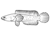 Плямистий змієголов (channa punctata)