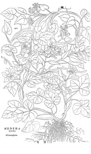 Плющ чорний