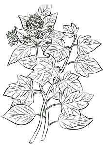 Плющ
