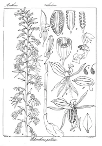 Podanthera pallida