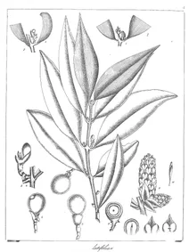 Podocarpus latifolia