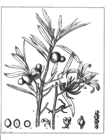 Подокарпус елатус, 1904-1922