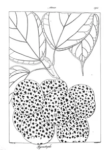 Pogonotrophe macrocarpa