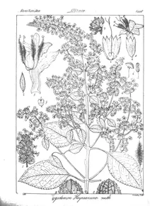 Pogostemon heyneanum