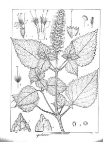 Pogostemon hirsutum