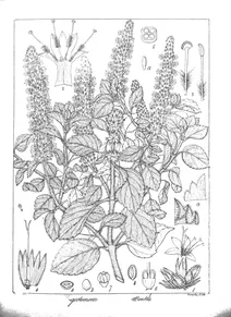 Pogostemon rotundatum