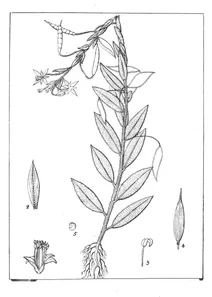 Polanisia burtporensis