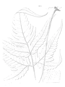 Поліподіум (polypodium)