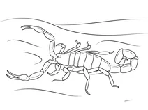 Полосатий скорпіон centruroides vittatus