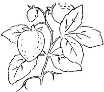 Полуничний кущ