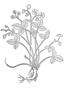 Полуниця, 1543