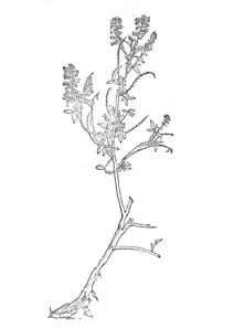 Полуниця (fragaria)