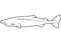 Полярна акула тихоокеанська (somniosus pacificus)