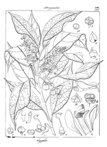 Polygala arillata