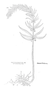 Polygonatum angustifolium