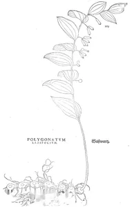 Polygonatum latifolium