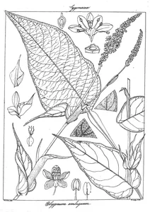 Polygonum ambiguum