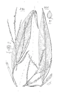 Polygonum attenuatum та polygonum barbatum