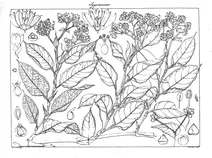 Polygonum chinense