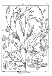 Polygonum donii