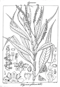 Polygonum glabrum