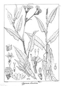 Polygonum horridum