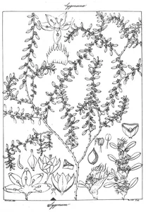 Polygonum indicum
