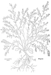 Polygonum mas