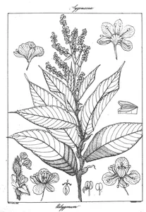 Polygonum molle