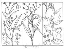 Polygonum pedunculare