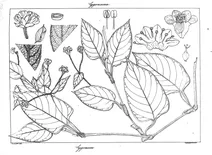 Polygonum wallichii