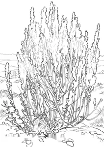 Полин тризубчастий (artemisia tridentata)