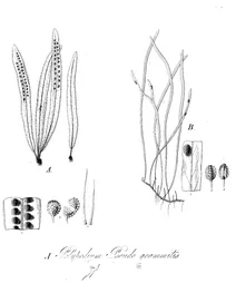 Polypodium pseudogrammitis та polypodium seligerum