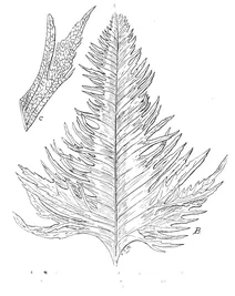 Polypodium rigidulum