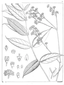 Polyscias acuminata