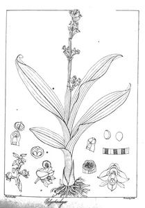 Polystachya luteola