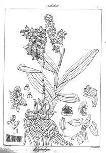 Polystachya purpurea
