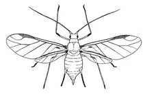 Попелиця 3