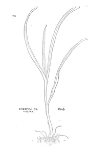 Porrum capitatum