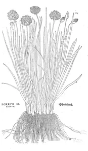Porrum sectiuum