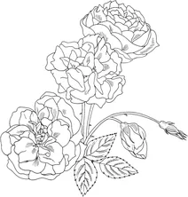 Портлендська троянда “duchesse de brabant