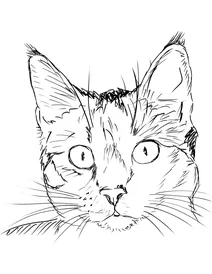 Портрет кота