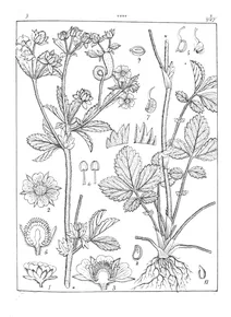 Potentilla leschenaultiana