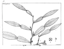 Pothos scandens