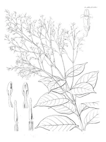 Pottsia cantonensis