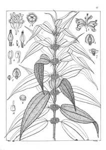 Pouzolzia bennettiana