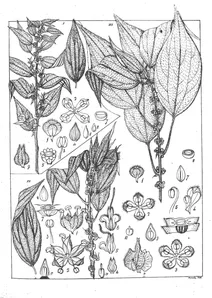 Pouzolzia indica, pouzolzia auriculata і pouzolzia rostrata