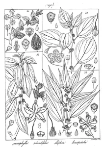 Pouzolzia microphylla, pouzolzia rotundifolia, pouzolzia elliptica і pouzolzia bicuspidata