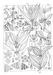Pouzolzia parvifolia, pouzolzia acuta, pouzolzia oualifolia, pouzolzia mysorensis і pouzolzia gardneri